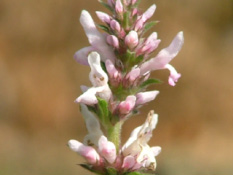 Stachys officinalis 'Rosea'Betonie bestellen